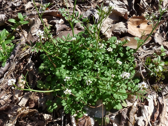 {Cardamine hirsuta}
